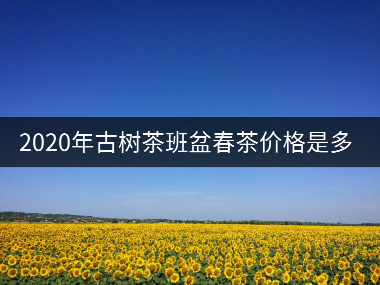 2020年古樹(shù)茶班盆春茶價(jià)格是多少？