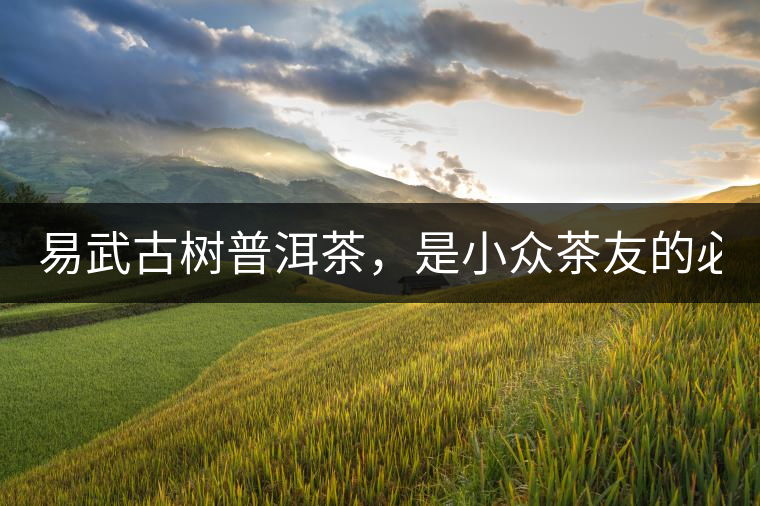 易武古樹(shù)普洱茶，是小眾茶友的必選？