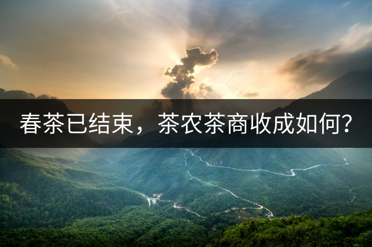 春茶已結(jié)束，茶農(nóng)茶商收成如何？