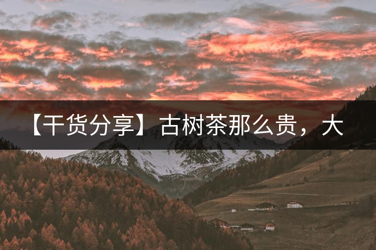 【干貨分享】古樹茶那么貴，大家為什么還在瘋狂追求？