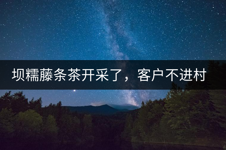 壩糯藤條茶開采了，客戶不進村，村民怎么賣茶？
