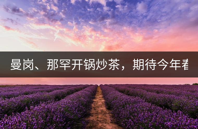 曼崗、那罕開鍋炒茶，期待今年春茶！