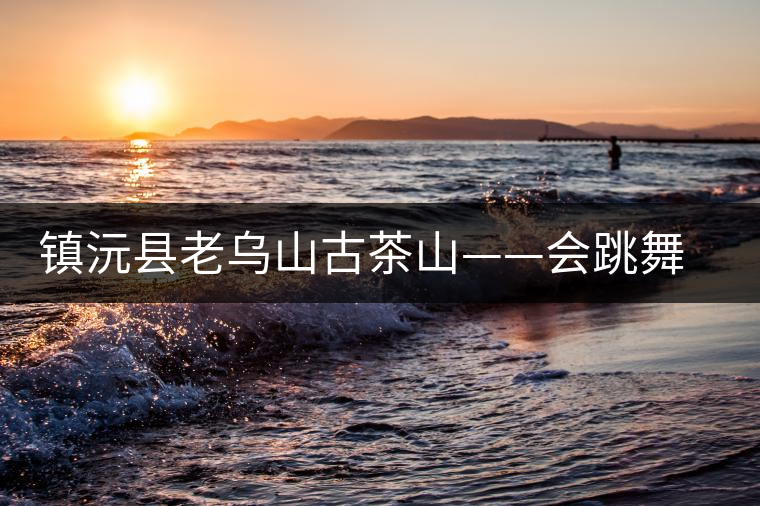 鎮(zhèn)沅縣老烏山古茶山——會(huì)跳舞的古茶樹