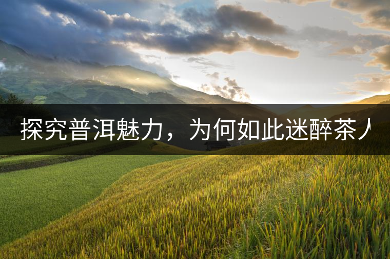 探究普洱魅力，為何如此迷醉茶人！