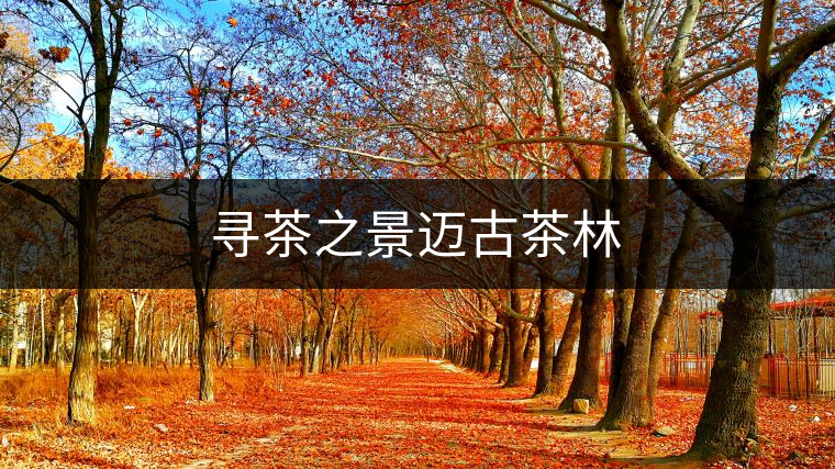 尋茶之景邁古茶林 尋茶之景邁古茶林