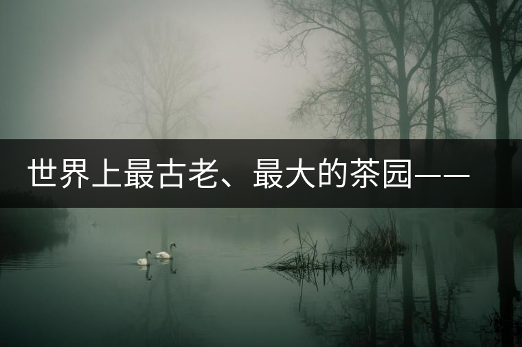 世界上最古老、最大的茶園——芒景