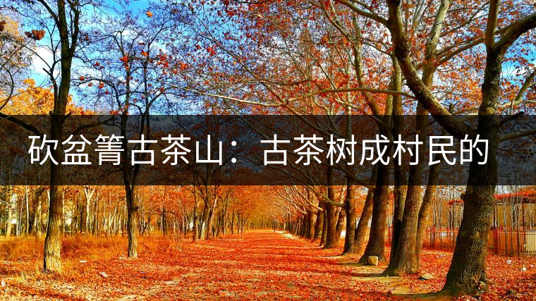 砍盆箐古茶山：古茶樹成村民的搖錢樹