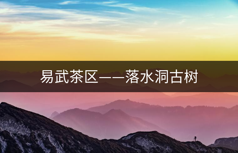 易武茶區(qū)——落水洞古樹(shù) 易武茶區(qū)——落水洞古樹(shù)
