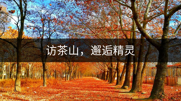 訪茶山，邂逅精靈