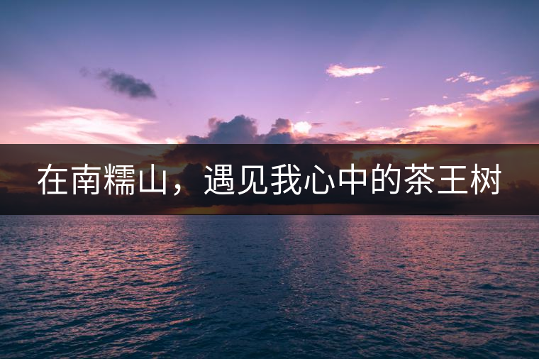 在南糯山，遇見我心中的茶王樹