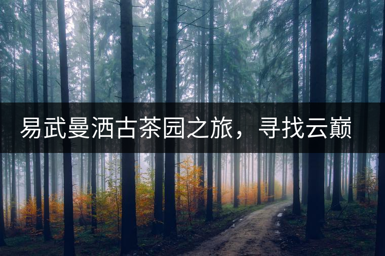 易武曼灑古茶園之旅，尋找云巔上的好茶