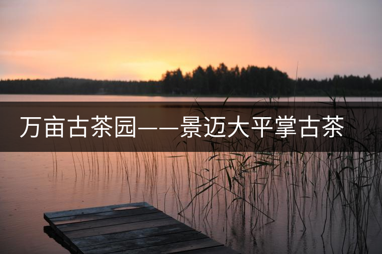 萬畝古茶園——景邁大平掌古茶園