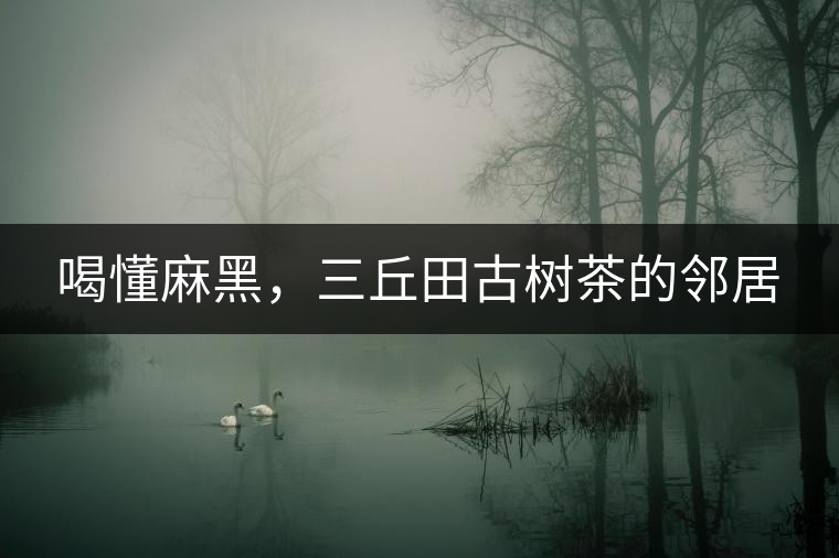 喝懂麻黑，三丘田古樹茶的鄰居
