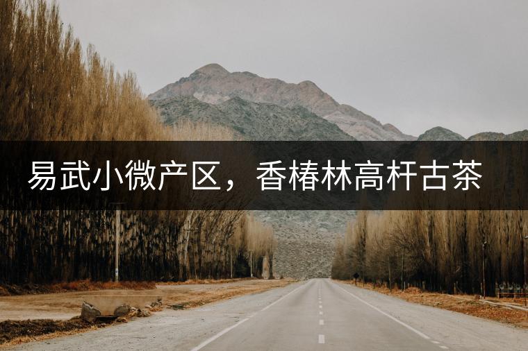 易武小微產(chǎn)區(qū)，香椿林高桿古茶園特點(diǎn)介紹