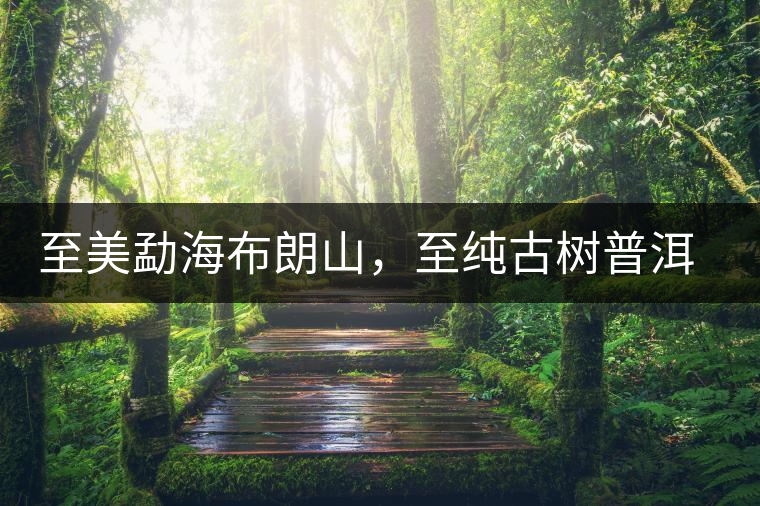 至美勐海布朗山，至純古樹(shù)普洱茶