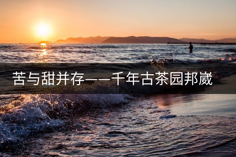 苦與甜并存——千年古茶園邦崴過(guò)渡型古茶樹(shù) 苦與甜并存——千年古茶園邦崴過(guò)渡型古茶樹(shù)