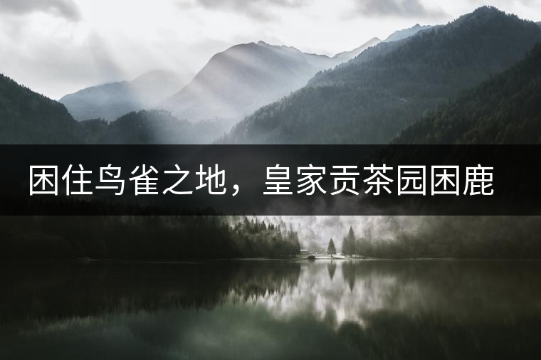 困住鳥雀之地，皇家貢茶園困鹿山古樹茶