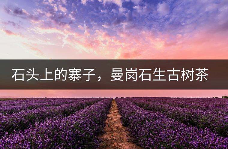 石頭上的寨子，曼崗石生古樹(shù)茶特點(diǎn)介紹