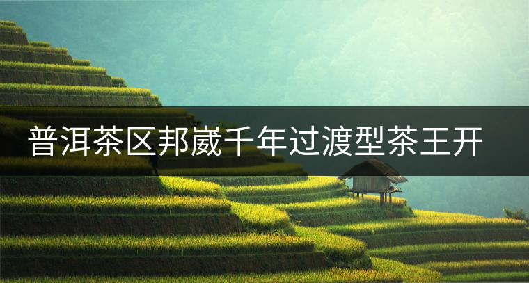 普洱茶區(qū)邦崴千年過渡型茶王開湯鑒賞 普洱茶區(qū)邦崴千年過渡型茶王開湯鑒賞