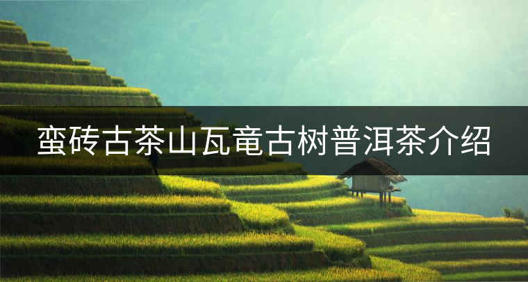 蠻磚古茶山瓦竜古樹普洱茶介紹 蠻磚古茶山瓦竜古樹普洱茶介紹