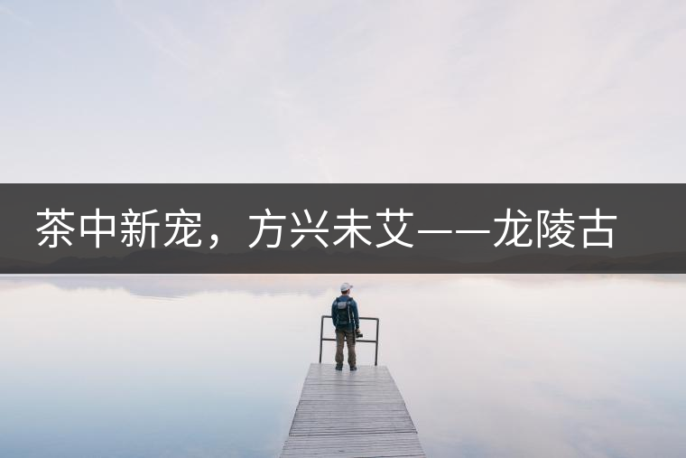 茶中新寵，方興未艾——龍陵古樹茶介紹