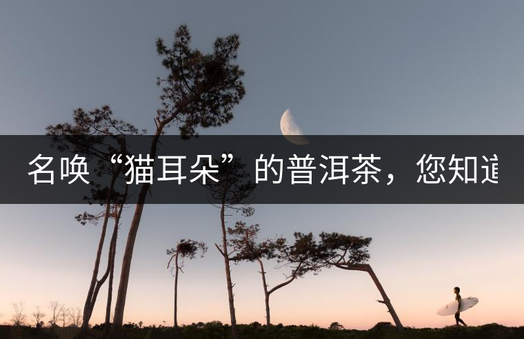 名喚“貓耳朵”的普洱茶，您知道嗎、
