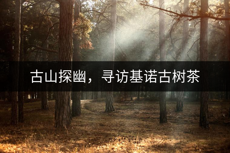 古山探幽，尋訪基諾古樹(shù)茶