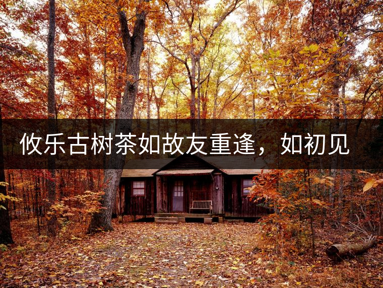 攸樂(lè)古樹(shù)茶如故友重逢，如初見(jiàn)傾心