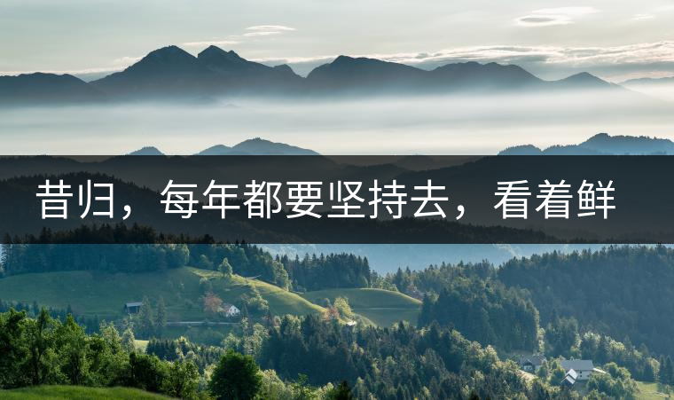 昔歸，每年都要堅(jiān)持去，看著鮮葉都是香甜的