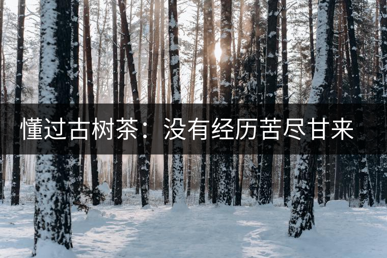 懂過(guò)古樹(shù)茶：沒(méi)有經(jīng)歷苦盡甘來(lái)的人，不足以談懂過(guò)