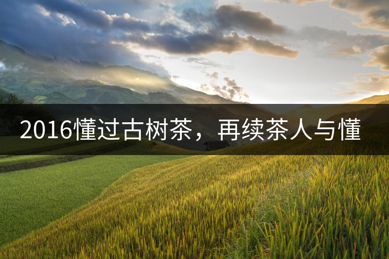 2016懂過古樹茶，再續(xù)茶人與懂過的故事