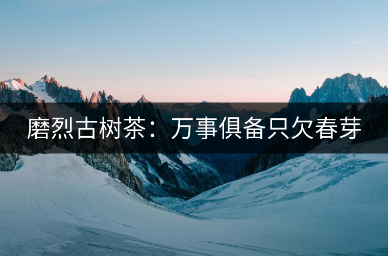 磨烈古樹(shù)茶:萬(wàn)事俱備只欠春芽 磨烈古樹(shù)茶:萬(wàn)事俱備只欠春芽