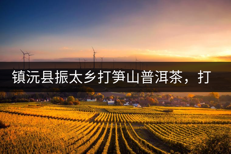 鎮(zhèn)沅縣振太鄉(xiāng)打筍山普洱茶，打筍山古樹茶口感特點(diǎn)