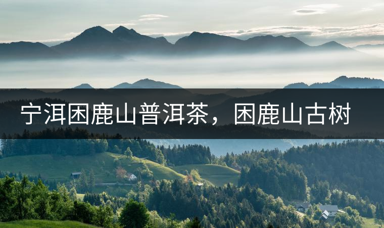 寧洱困鹿山普洱茶，困鹿山古樹茶口感特點(diǎn)