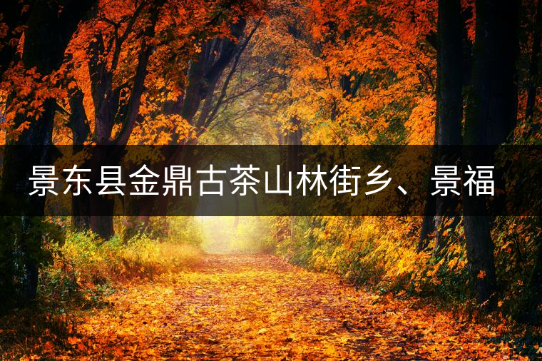 景東縣金鼎古茶山林街鄉(xiāng)、景福鄉(xiāng)、東鎮(zhèn)普洱茶