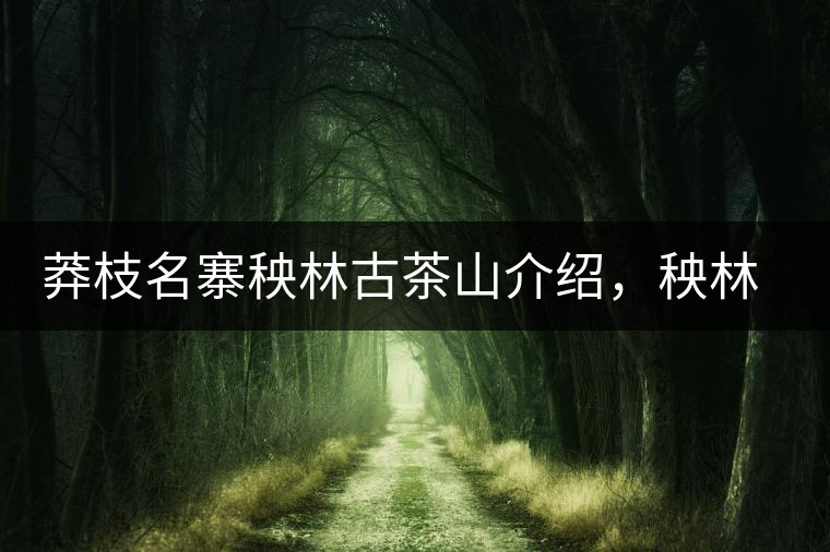 莽枝名寨秧林古茶山介紹，秧林古樹(shù)茶口感特點(diǎn)