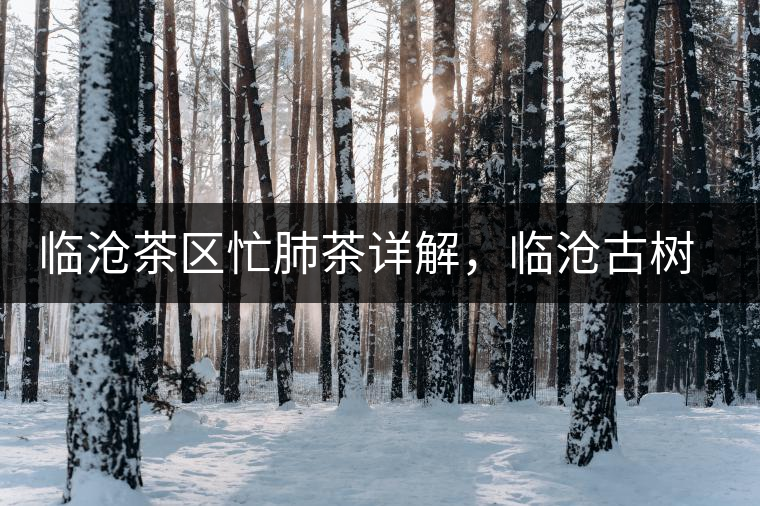 臨滄茶區(qū)忙肺茶詳解，臨滄古樹(shù)茶口感特點(diǎn)