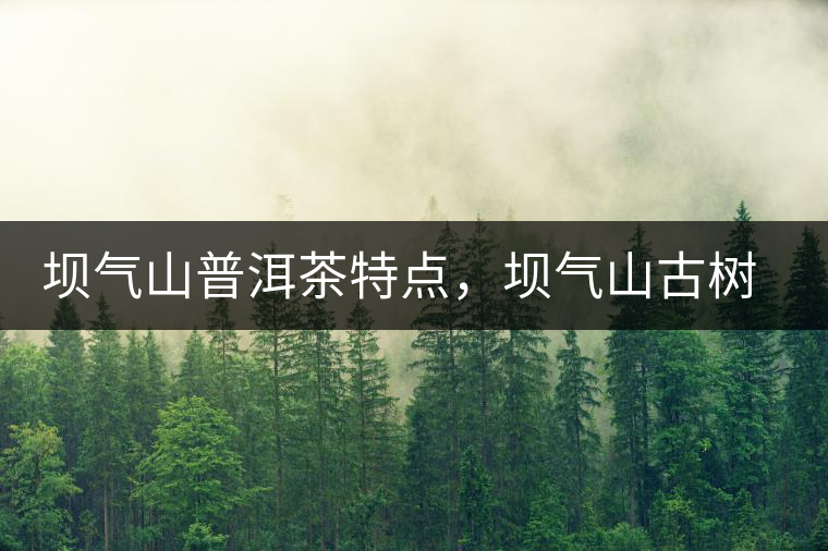 壩氣山普洱茶特點(diǎn)，壩氣山古樹茶介紹