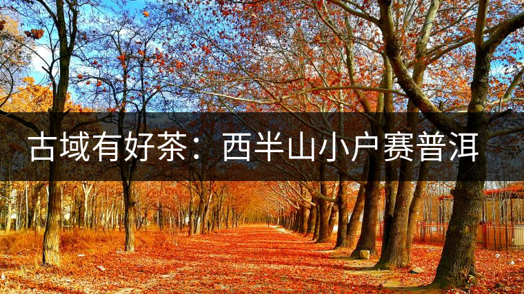 古域有好茶:西半山小戶賽普洱茶特點(diǎn) 古域有好茶:西半山小戶賽普洱茶特點(diǎn)