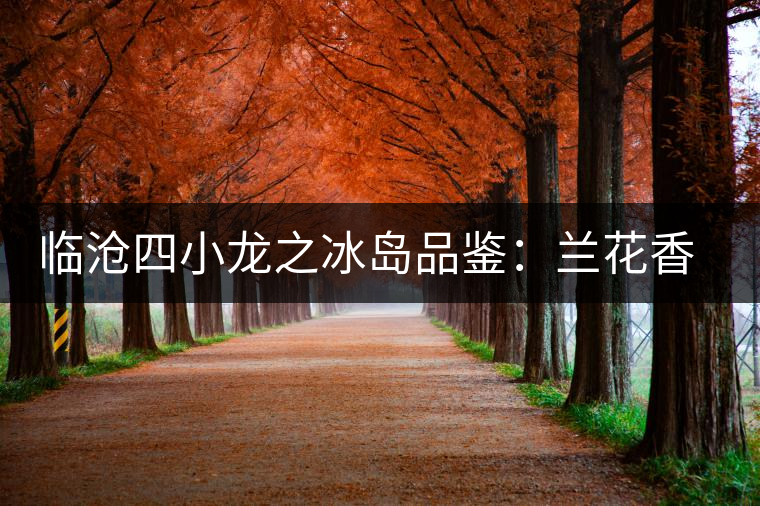 臨滄四小龍之冰島品鑒：蘭花香，冰糖甜