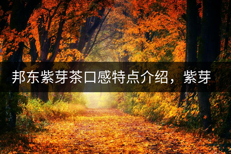 邦東紫芽茶口感特點(diǎn)介紹，紫芽與紫鵑區(qū)別