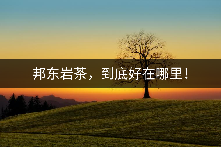 邦東巖茶，到底好在哪里！