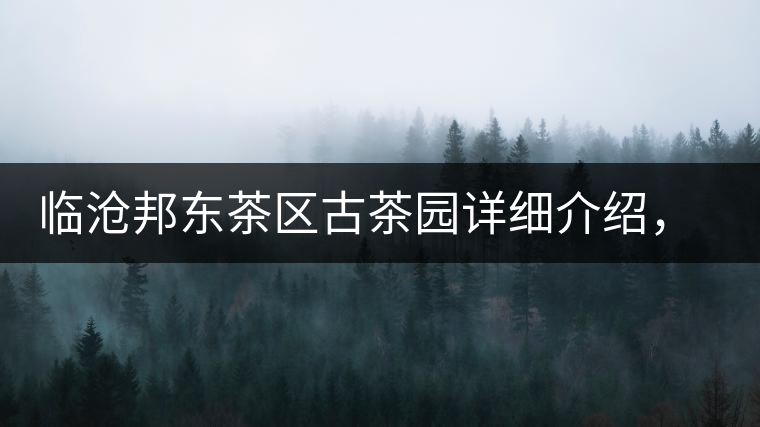 臨滄邦東茶區(qū)古茶園詳細介紹，邦東古樹茶特點