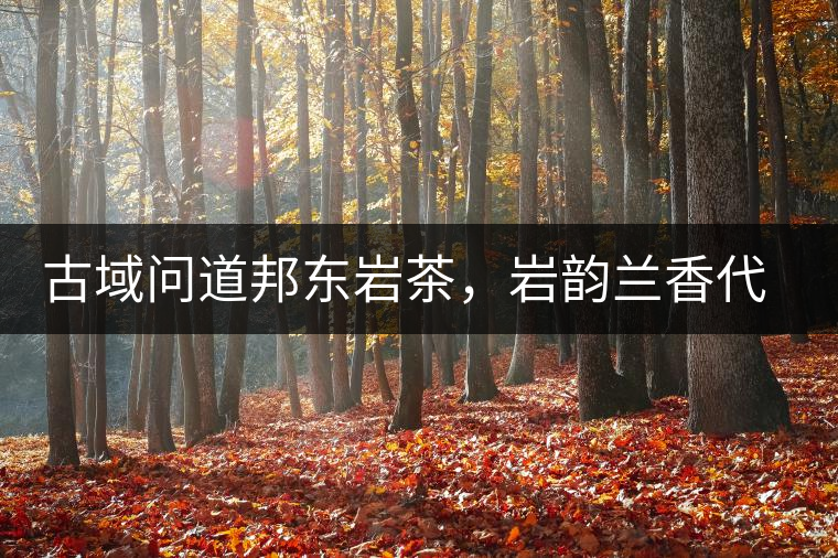 古域問道邦東巖茶，巖韻蘭香代表邦東古樹茶特點