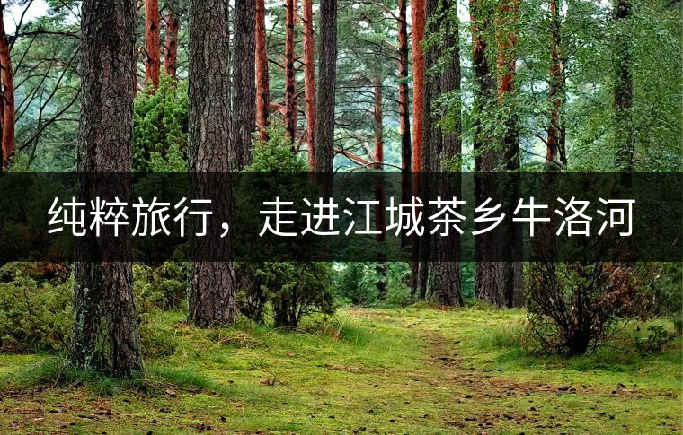 純粹旅行，走進(jìn)江城茶鄉(xiāng)牛洛河