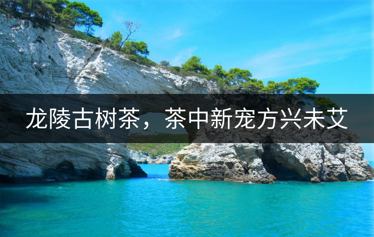 龍陵古樹茶，茶中新寵方興未艾