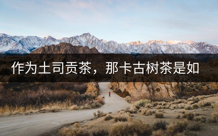 作為土司貢茶，那卡古樹茶是如何在眾多茶中脫穎而出的