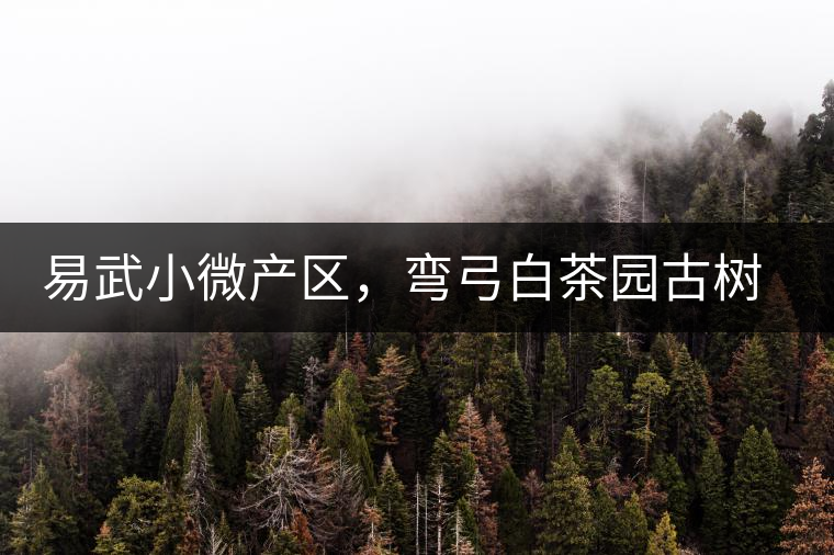 易武小微產(chǎn)區(qū)，彎弓白茶園古樹(shù)茶介紹