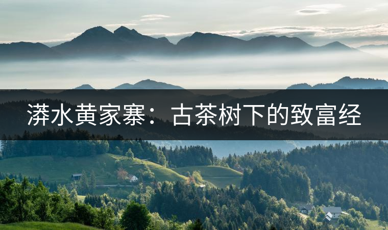 漭水黃家寨：古茶樹下的致富經(jīng)
