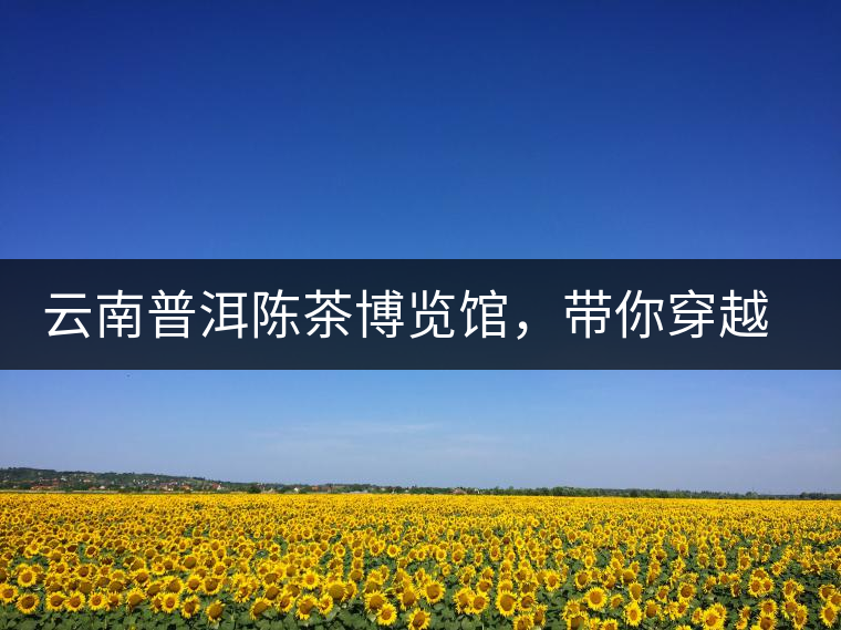 云南普洱陳茶博覽館，帶你穿越時光，品普洱老茶